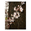 Blossoms on a Tree posters by wingedturtle Blossoms on a Tree posters