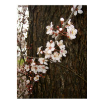Blossoms on a Tree posters by wingedturtle Blossoms on a Tree posters