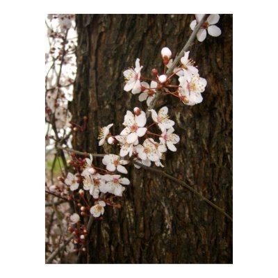 Blossoms on a Tree Poster by wingedturtle
