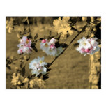 Blossoms On Sepia Flower Postcard