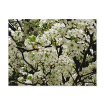 blossoms postcards by jenniekurono blossoms postcards
