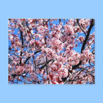 Blossoms postcards by rdwnggrl Blossoms postcards