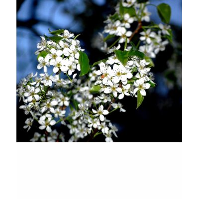 Blossoms Tee Shirts by nwillens