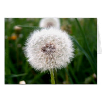 Blowball cards