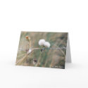 blowballs cards by stimmt blowballs cards