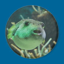 Blowfish magnets