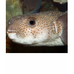 Blowfish t-shirts