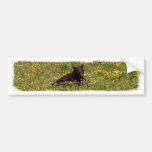 BLST Black Bear Snack Time Bumper Sticker