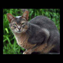Blue Abyssinian cat - poster posters