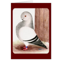 Blue African Owl Pigeon Greeting Cards