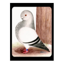 Blue African Owl Pigeon Post Card