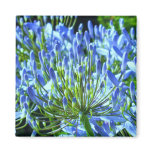 Blue Agapanthus Buds Magnet