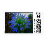 Blue Agapanthus Original photography Postage