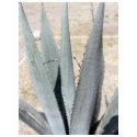 Blue Agave t-shirts by LivingNature Blue Agave t-shirts