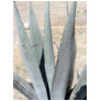 Blue Agave