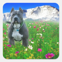 Blue American Pit Bull Terrier, Pikes Peak Square Stickers