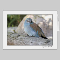 Blue and Brown Bird cards