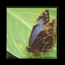 Blue and Brown Butterfly Magnet by Rajee1 Blue and Brown Butterfly Magnet