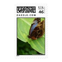 Blue and Brown butterfly Postage postage