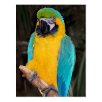 Blue and gold macaw against dark background postcards