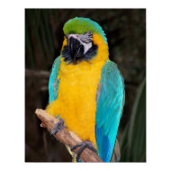 Blue and gold macaw against dark background print