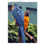 Blue and Gold Macaw Card