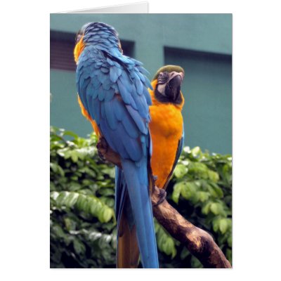 Blue and Gold Macaw Card by Gilliand_Photo
