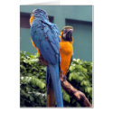 Blue and Gold Macaw Card by Gilliand_Photo Blue and Gold Macaw Card