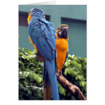 Blue and Gold Macaw Card by Gilliand_Photo Blue and Gold Macaw Card