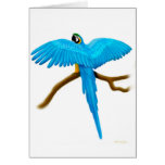 Blue and Gold Macaw Card
