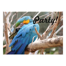 Blue And Gold Macaw Custom Announcements