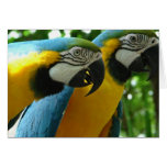 Blue and Gold Macaw Greeting Card