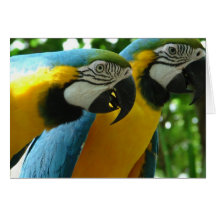 Blue and Gold Macaw Greeting Card