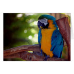 Blue and Gold Macaw Greeting Cards