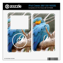 Blue And Gold Macaw iPod Skin