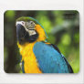Blue and Gold Macaw Mousepads