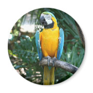 Blue and Gold macaw parrot against green trees magnet