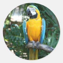 Blue and Gold macaw parrot against green trees Round Stickers