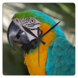 Blue and Gold Macaw Parrot Clock