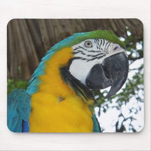 blue and gold macaw parrot mousepad