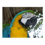 Blue and Gold Macaw parrot postcard