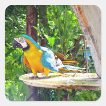 Blue and Gold Macaw Parrot Square Stickers