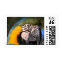 Blue and Gold Macaw Stamp by SweetRascal Blue and Gold Macaw Stamp