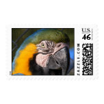Blue and Gold Macaw Stamp