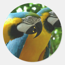 Blue and Gold Macaw Sticker