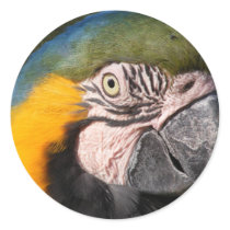 Blue and Gold Macaw Stickers