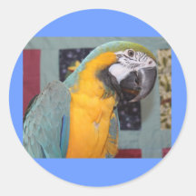 Blue and Gold Macaw Stickers