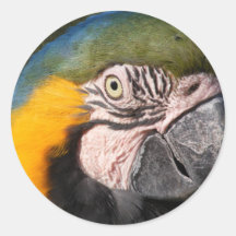 Blue and Gold Macaw Stickers
