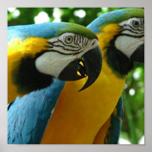 Blue and Gold Macaws Poster