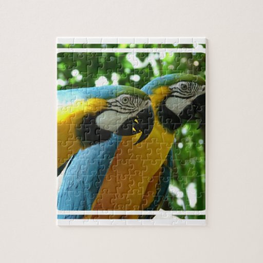 Blue and Gold Macaws Puzzle